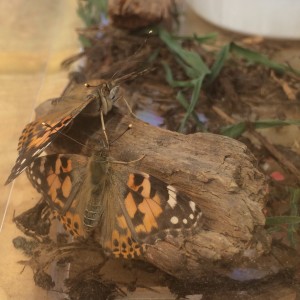 butterfly release 3