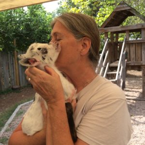 baby pygmy goats