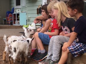 baby pygmy goats