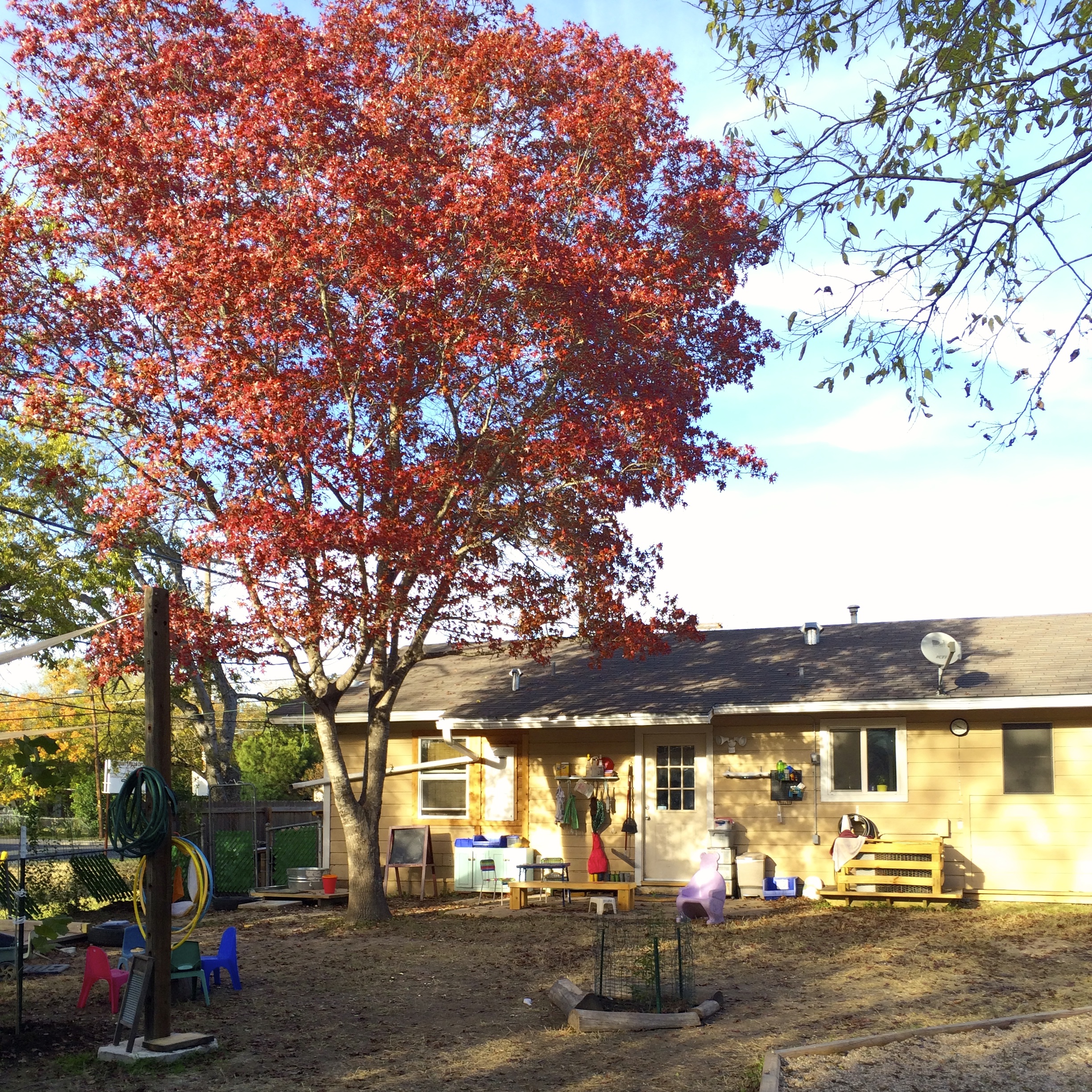 Our Red Oak was magnificent in 2013